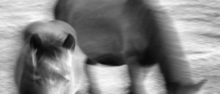 La belleza de lo bienaventurado